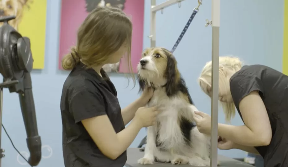 Pets Grooming